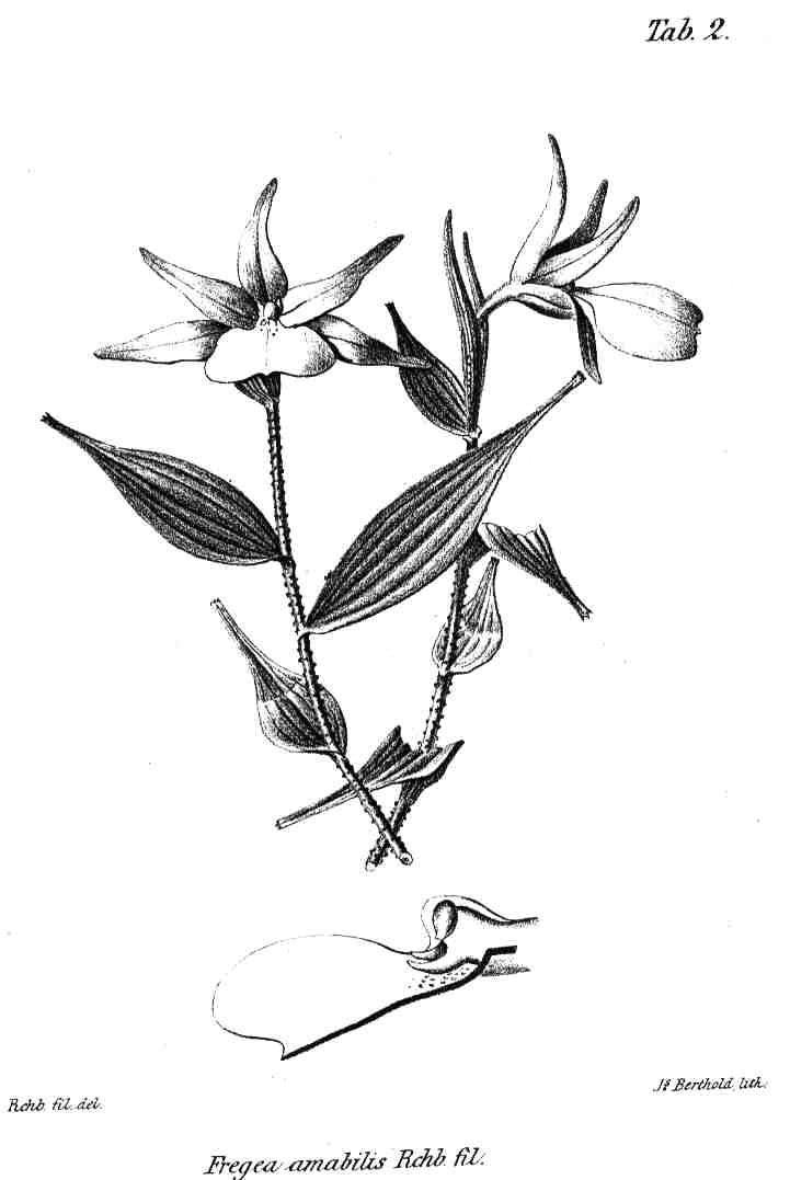 Fregea amabilis type-drawing
