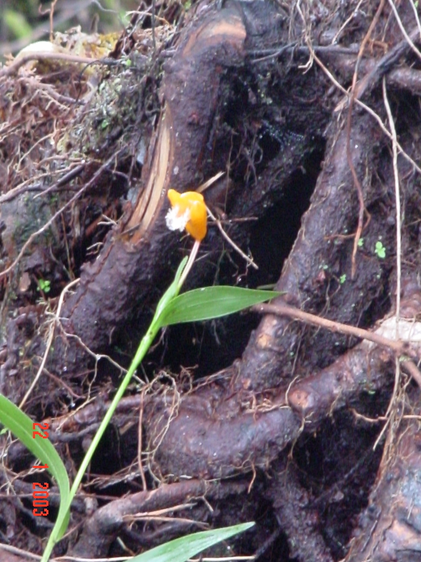 Sobralia photo by Moises Cavero