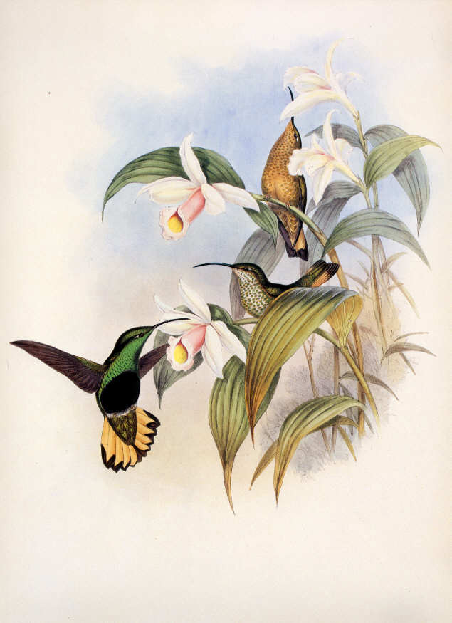 Sobralia decora and hummingbird plate #85 by Gould