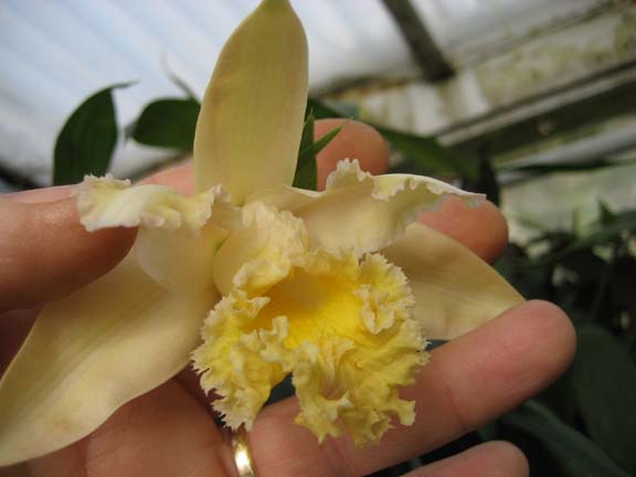 Sob. Lydia photo by hybridizer Bruce Rogers