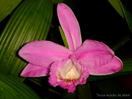Sobralia abadorum photo by Erica de Abad
