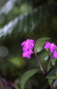 Sobralia amabilis photo by Alan Miller, C.R.