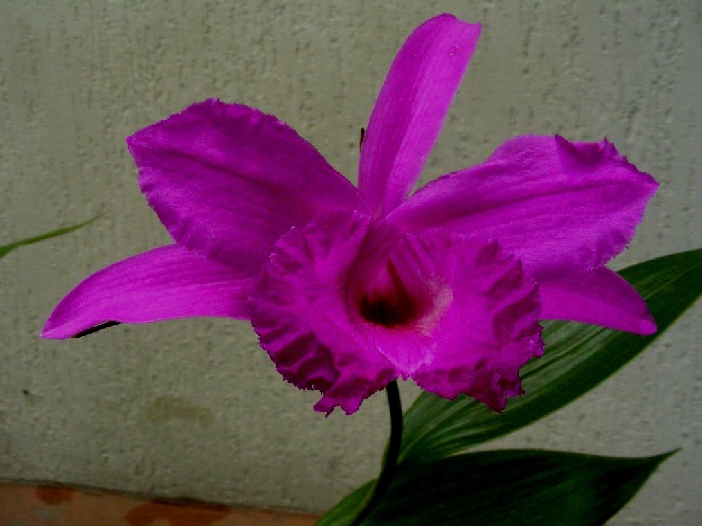 Sobralia andreae photo from Juan Carlos Uribe