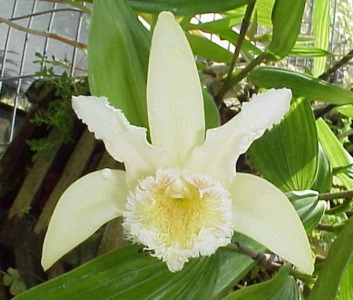 Sobralia fimbriata photo by Charlie Nixon