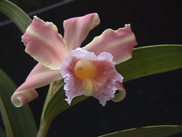 Sobralia gloriana photo from Andres Maduro