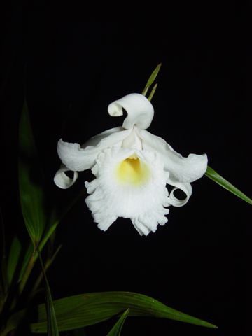 Sobralia kruskayae