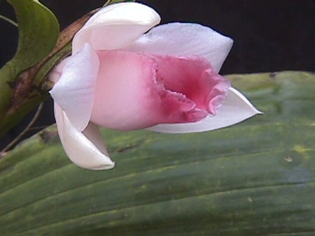 Sobralia recta photo from Maduro