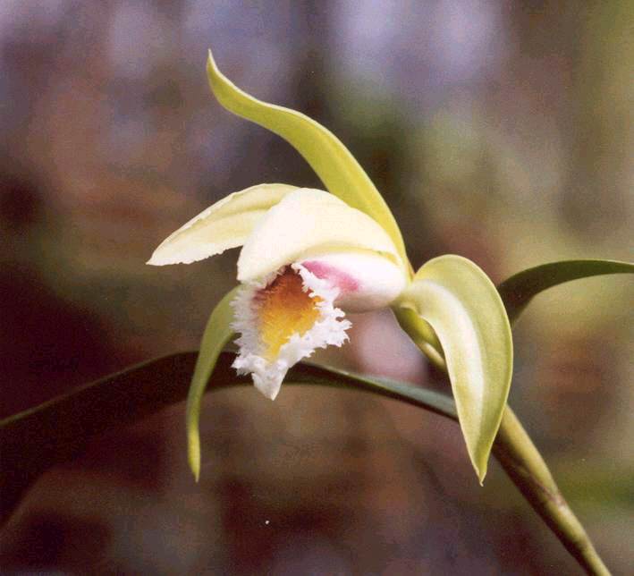 Sobralia tricolor photo from Andres Maduro