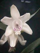 Sobralia undatocarinata v. chica photo by A. Maduro