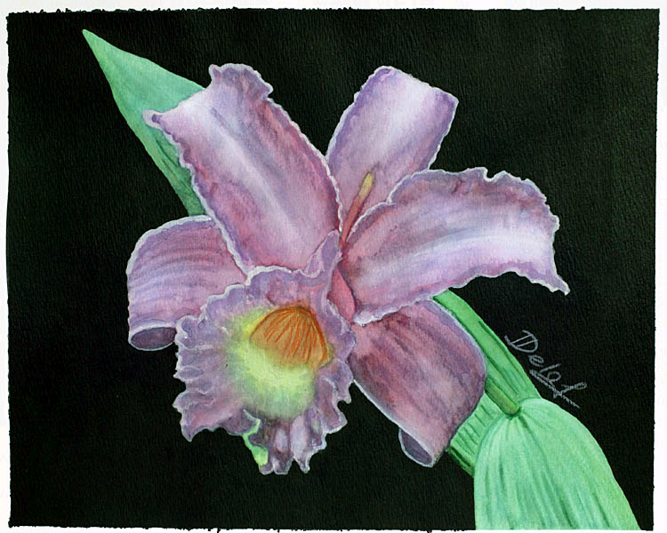 Sobralia violacea watercolor by Irina Delof