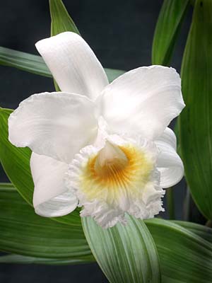 Sobralia virginalis photo by Greg Allikas