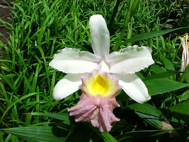 Sobralia Mirabilis photo by Loren Batchman