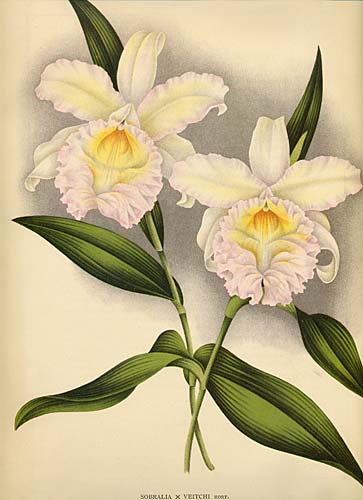 Sobralia Veitchii in the Lindenia