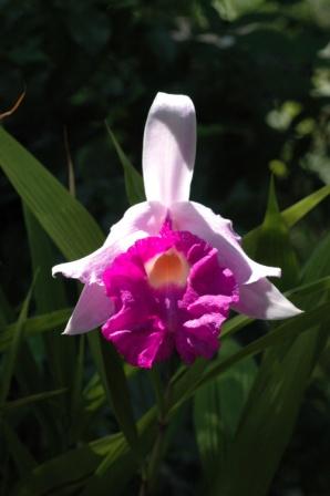 Sobralia Veitchii, August 2008 photo by Nina Rach