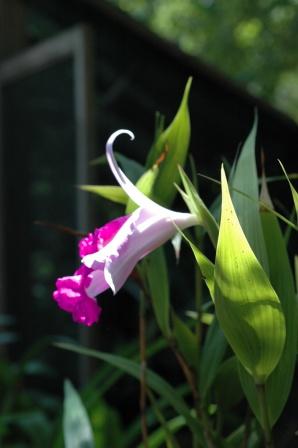 Sobralia Veitchii