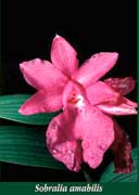 Sobralia amabilis photo by Andres Maduro, Panama