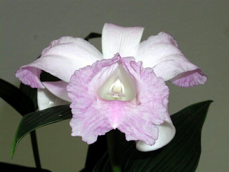 Sobralia amparoae by Walter Schug