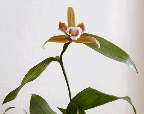 Sobralia atropubescens pix by Rusty Albert