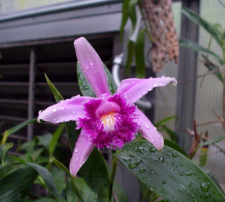 Sobralia wilsoniana photo by Dave Hunt