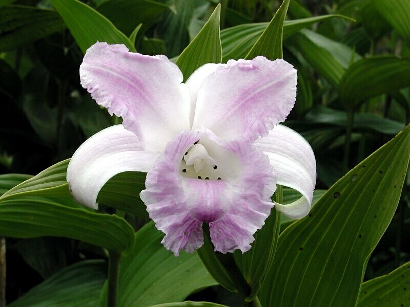 Sobralia bradeorum photo by Wlater Schug
