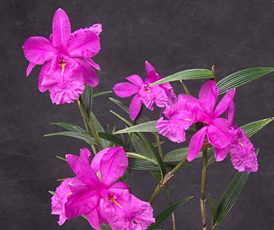 Sobralia callosa photo by Greg Allikas
