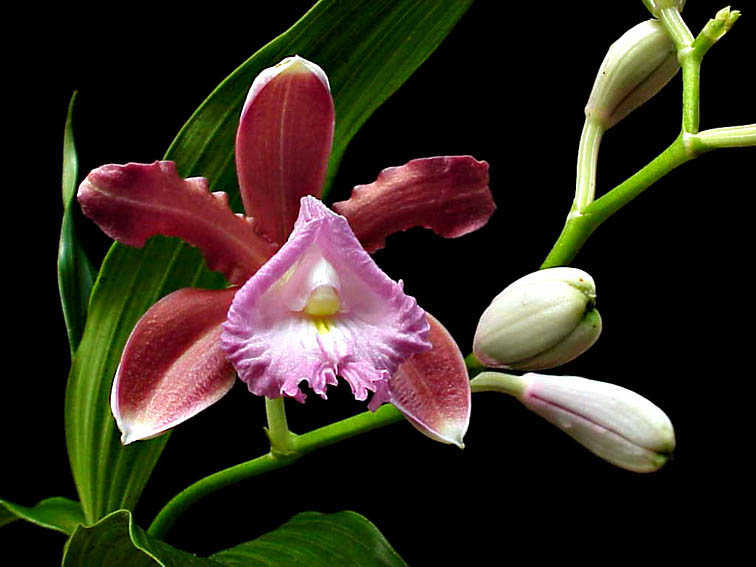 Sobralia cattleya photo by Guillermo Angulo - Tegualda Gardens, Colombia