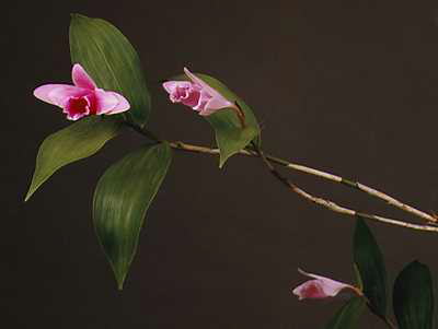 Sobralia decora by Greg Allikas