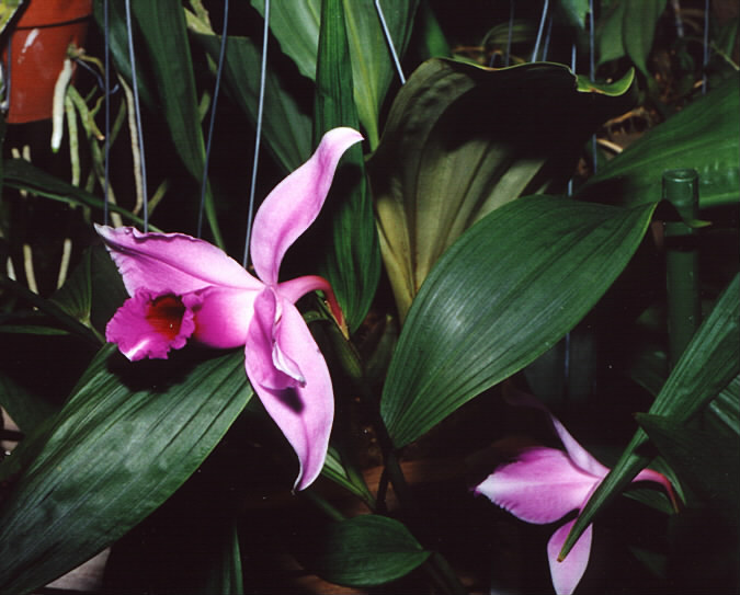 Sobralia fenzliana photo by Steve Gonzalez