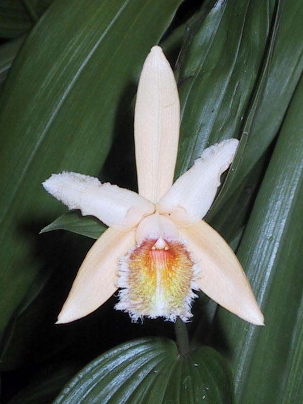 Sobralia fimbriata photo by Nina Rach