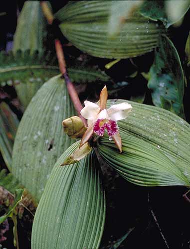 Sobralia gloriosa by Greg Allikas