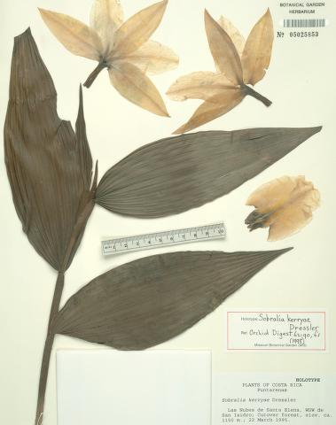 Sobralia kerryae type specimen