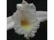 Sobralia kerryae by A. Maduro