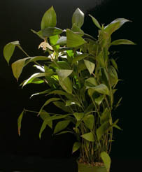 Sob. klotzscheana CBR/AOS photo by Danny Lentz