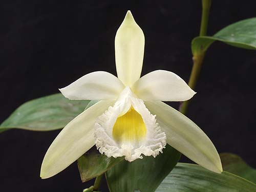 Sobralia macrophylla photo by Greg Allikas