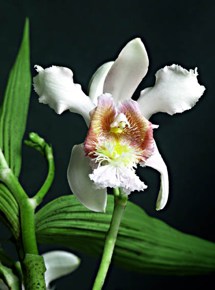 Photo of Sobralia mutisii from Guillermo Angulo