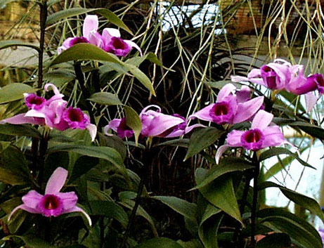 Sobralia sessilis photo by Dale Borders