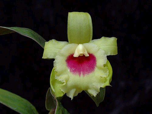 Sobralia turkeliae photo by Eric Hunt, August 2005