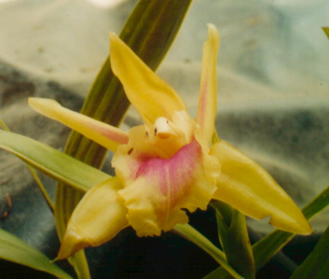Sobralia turkeliae photo by Erica Moron de Abad, 2003