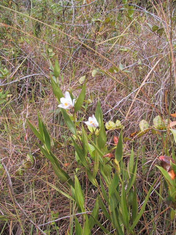 Sobralia violacea photo by Nina Rach