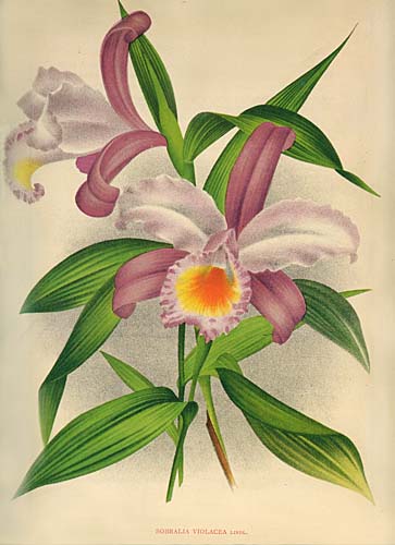 Sobralia violacea from the Lindenia