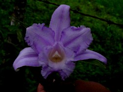 Sobralia warsewiczii photo by Maduro